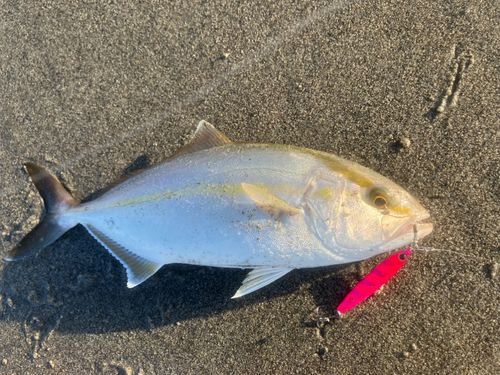 ショゴの釣果
