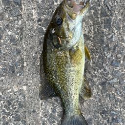 スモールマウスバス