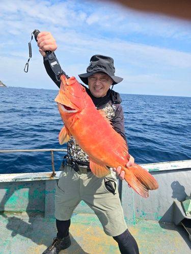 スジアラの釣果