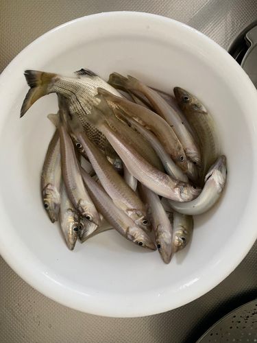 キスの釣果