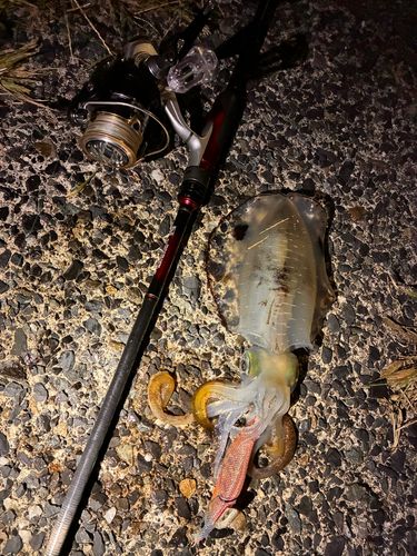 アオリイカの釣果