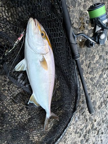 ネリゴの釣果