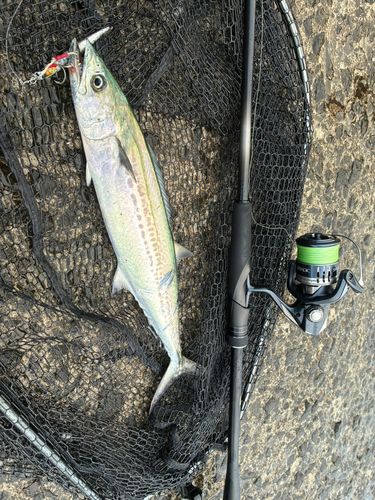 サゴシの釣果