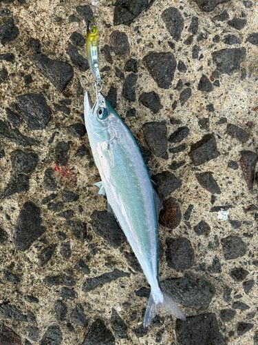 イケカツオの釣果