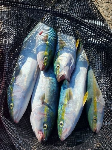 イナダの釣果