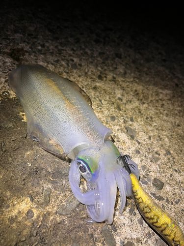 越前海岸