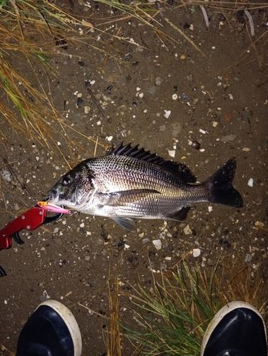 チヌの釣果