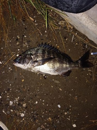 チヌの釣果
