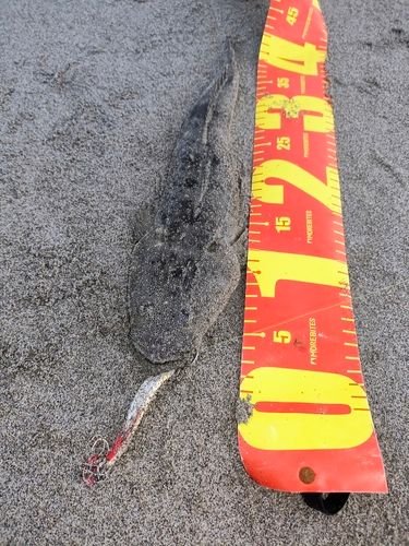 マゴチの釣果
