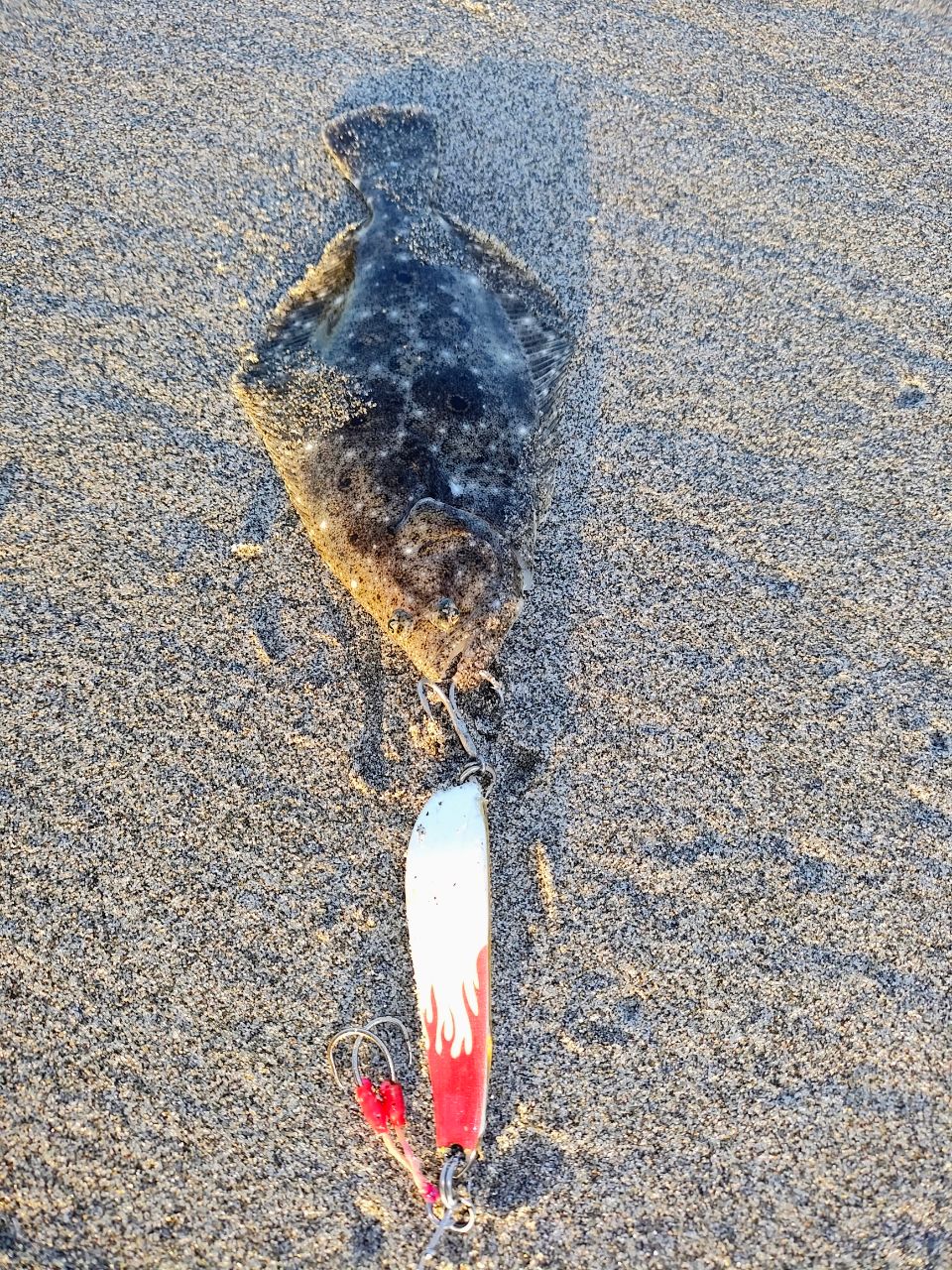 マゴチ