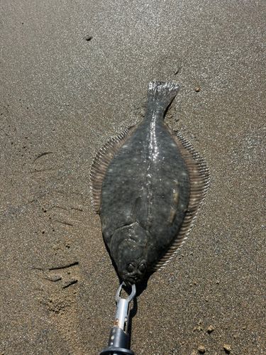 伊勢湾湾奥