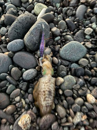 片浜海岸