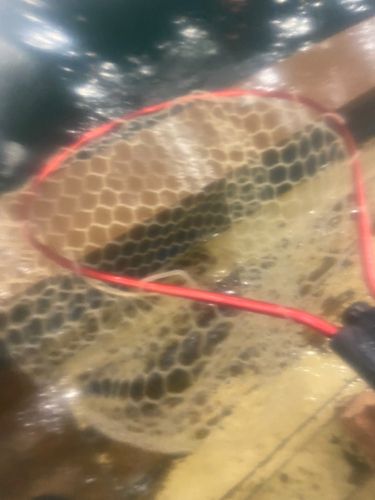 コイの釣果