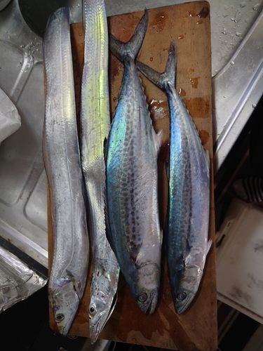 サゴシの釣果
