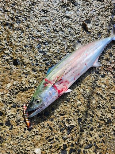 サゴシの釣果