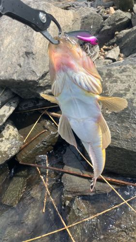 コチの釣果