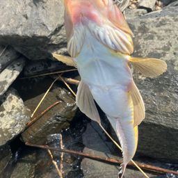 コチ