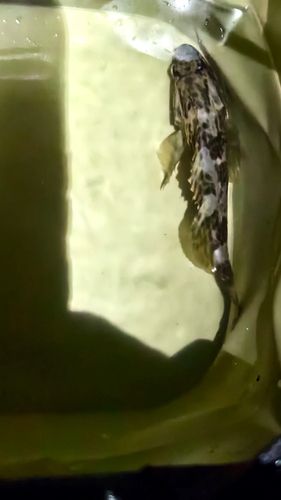 タケノコメバルの釣果