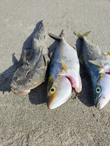ショゴの釣果