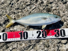 フクラギの釣果