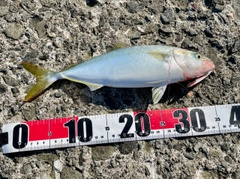 フクラギの釣果