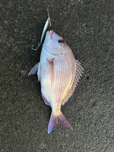 タイの釣果