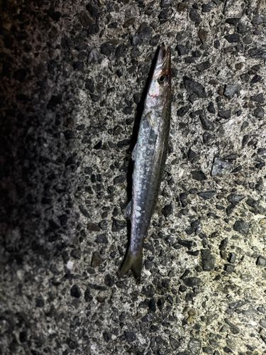 ハマチの釣果