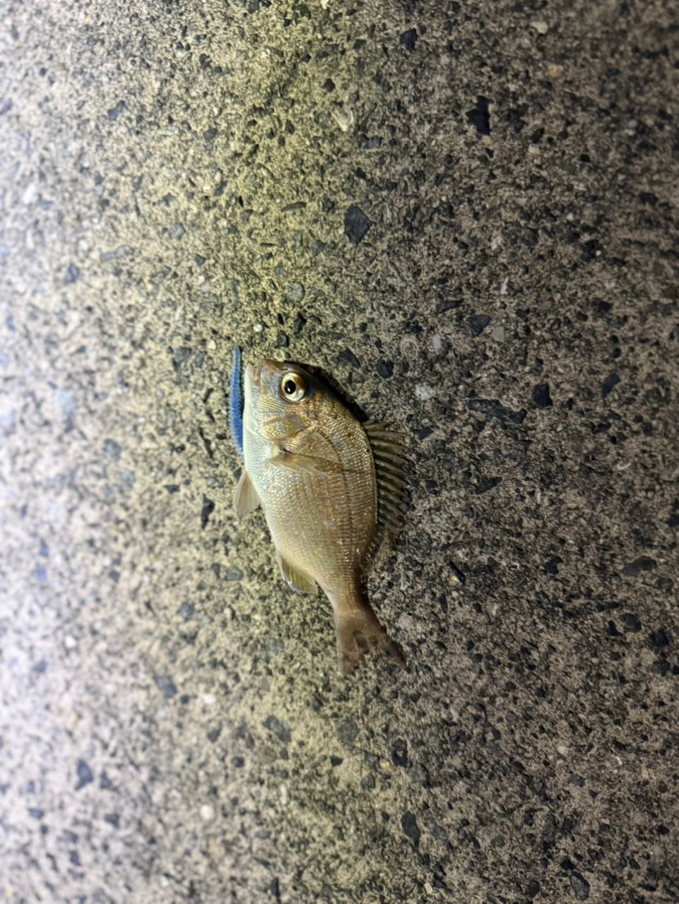 ハマチ