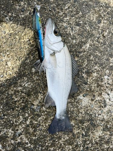 セイゴ（タイリクスズキ）の釣果