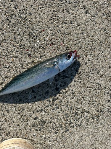 サバの釣果