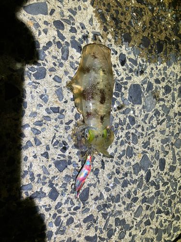 アオリイカの釣果