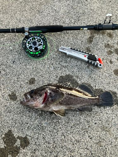 クロソイの釣果