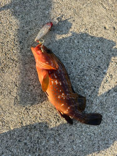 キジハタの釣果
