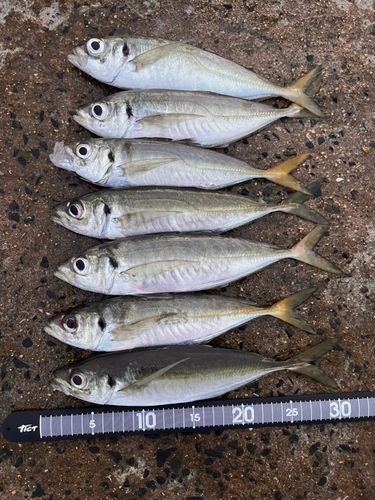 アジの釣果