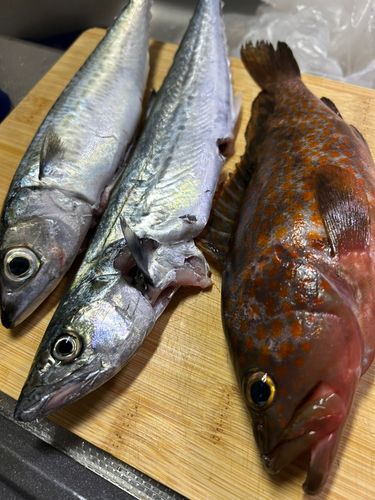 サゴシの釣果