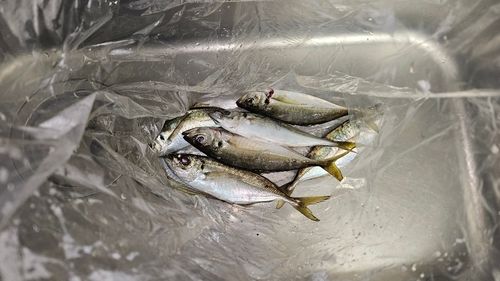 マアジの釣果