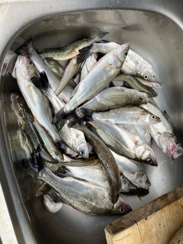 セイゴ(タイリクスズキ)の釣果