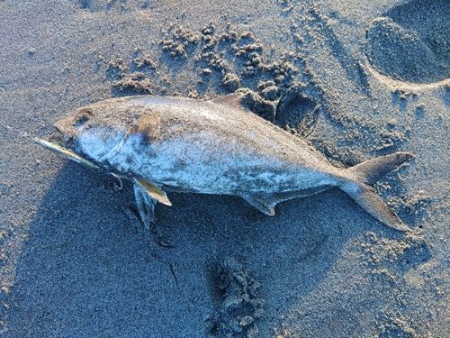 ショゴの釣果