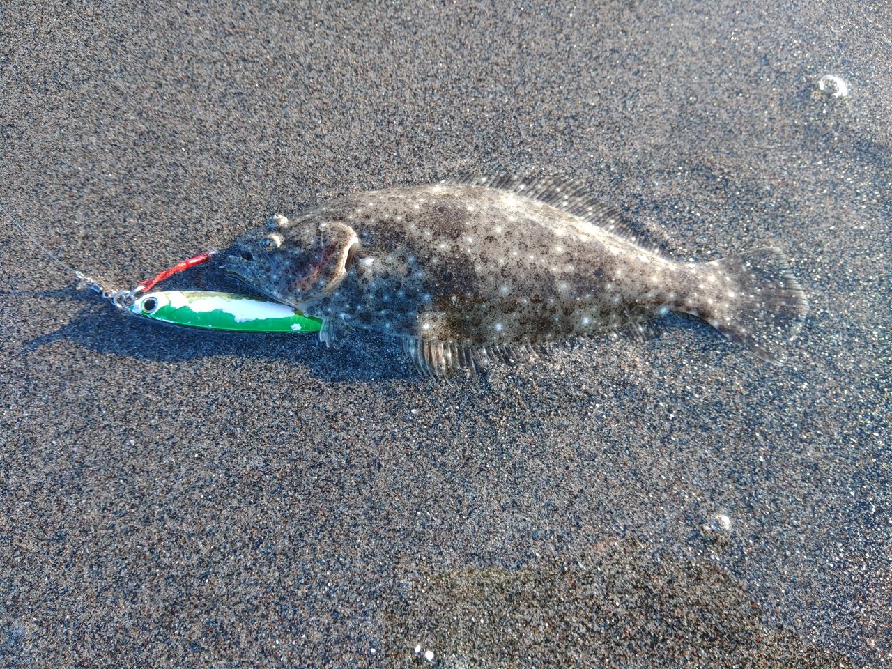 ショゴ