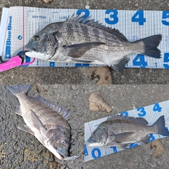 クロダイの釣果