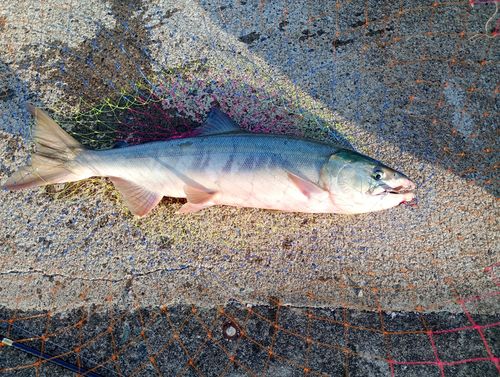 シロザケの釣果