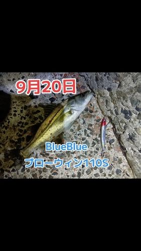 シーバスの釣果