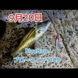 シーバス