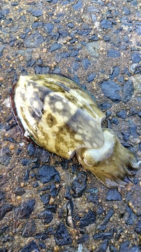 コウイカの釣果