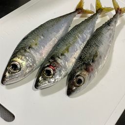 マサバ