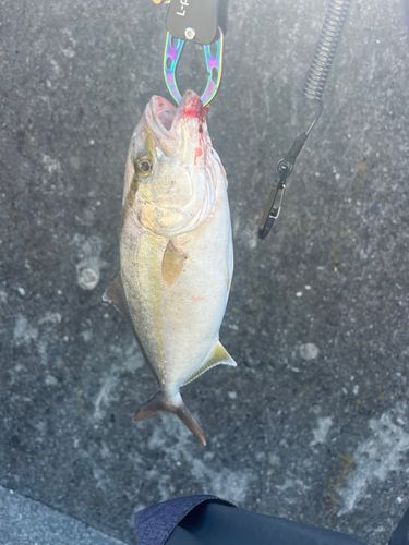 三陸海岸（岩手）