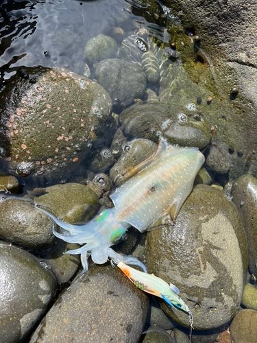 アオリイカの釣果
