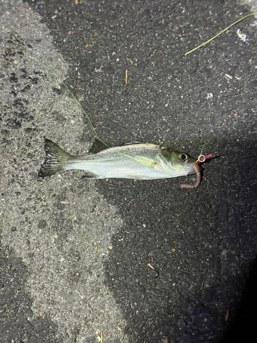 釣果