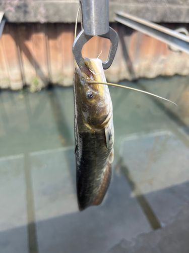 ナマズの釣果