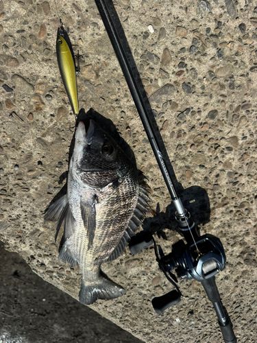クロダイの釣果